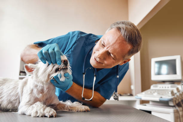 Best Emergency Treatment for Dental Infections or Abscesses in Bolindale, OH
